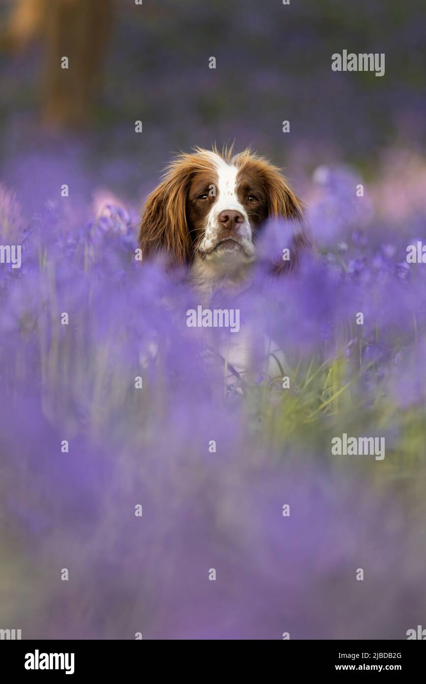Inglese Springer Spaniel godersi il bluebells Foto Stock