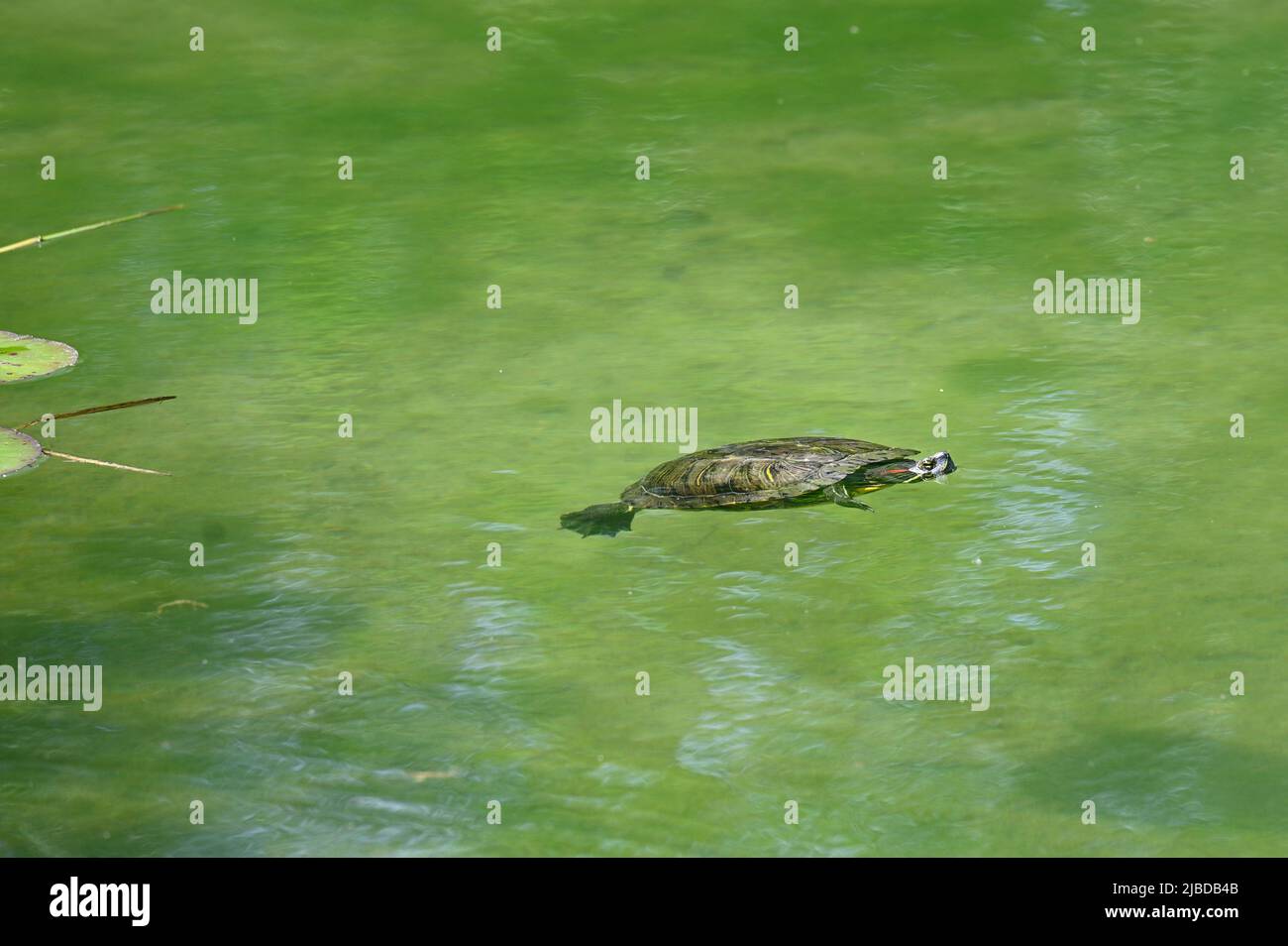 Vienna, Austria. Scivolo dalle orecchie rosse (Trachemys scripta elegans) che nuota nel parco acquatico Floridsdorf Foto Stock