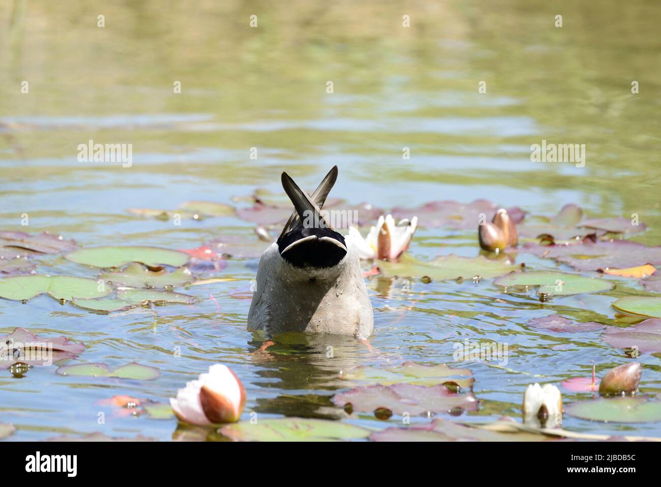 Mallard anatra (Anas platyrhynchos) appeso capovolto nel laghetto foraging per il cibo Foto Stock