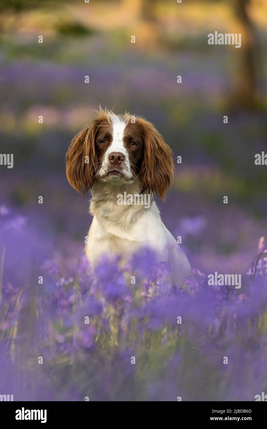 Inglese Springer Spaniel godersi il bluebells Foto Stock