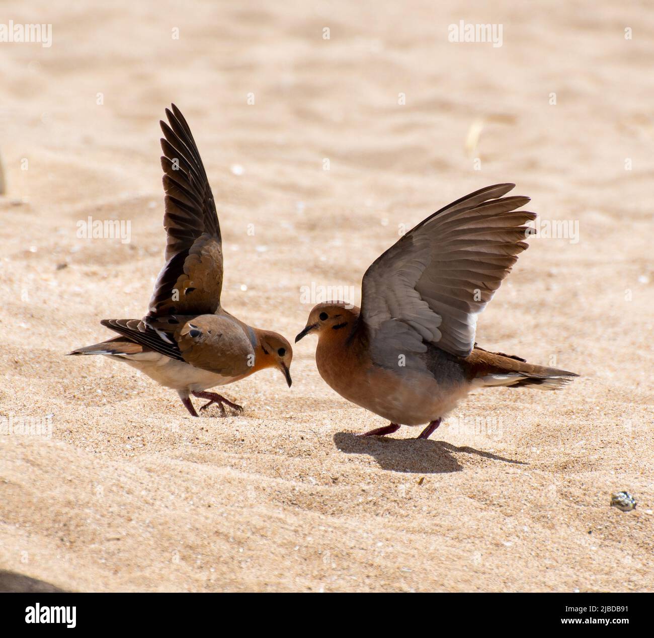 Un paio di colombe Zenaida che combattono sulla spiaggia Foto Stock