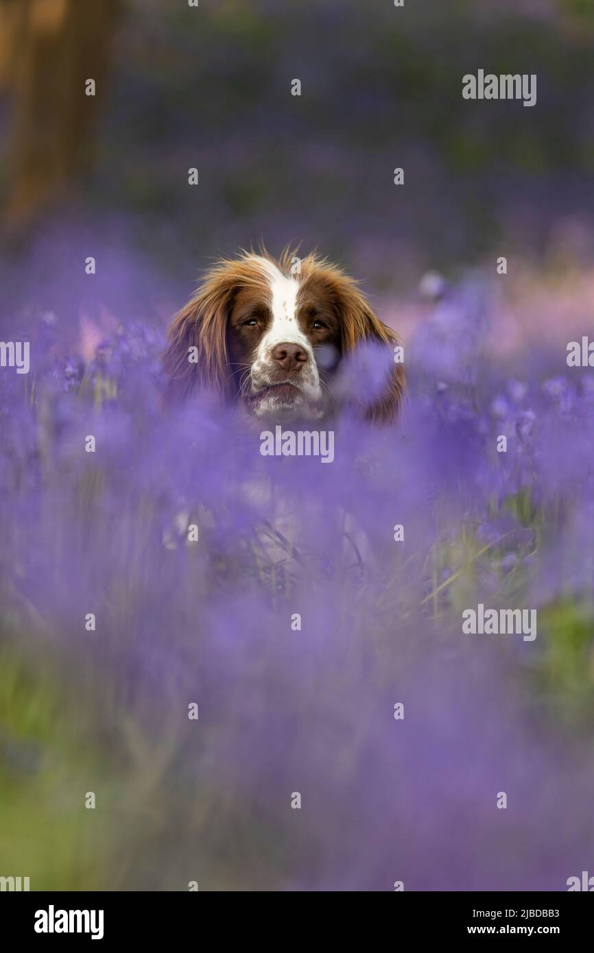 Spaniel in bluebells Foto Stock