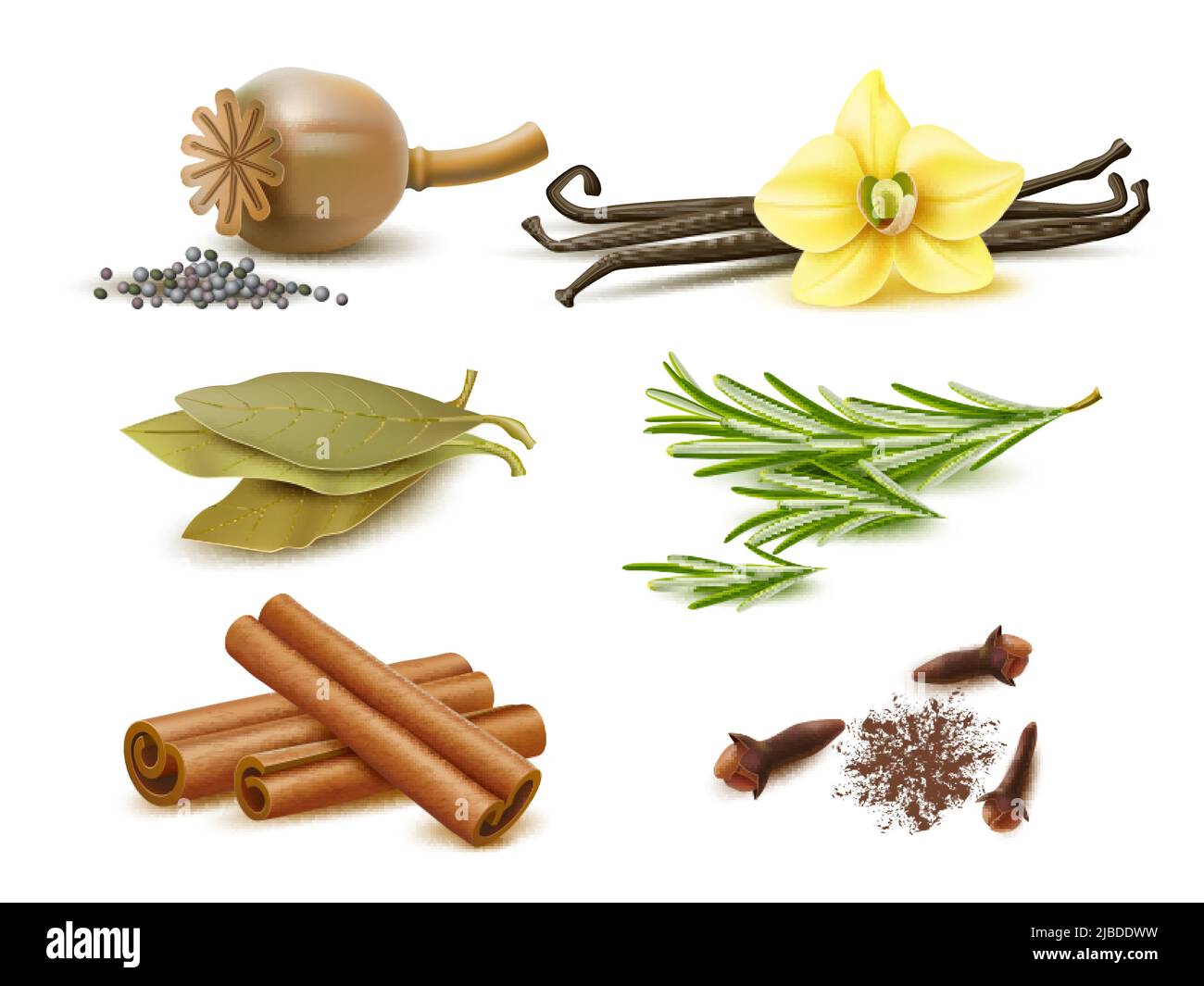 Spezie ed erbe realistiche. Elementi naturali isolati, ingredienti secchi e freschi, semi di papavero, rametti di rosmarino, bastoncini di cannella, cialde di vaniglia e. Illustrazione Vettoriale