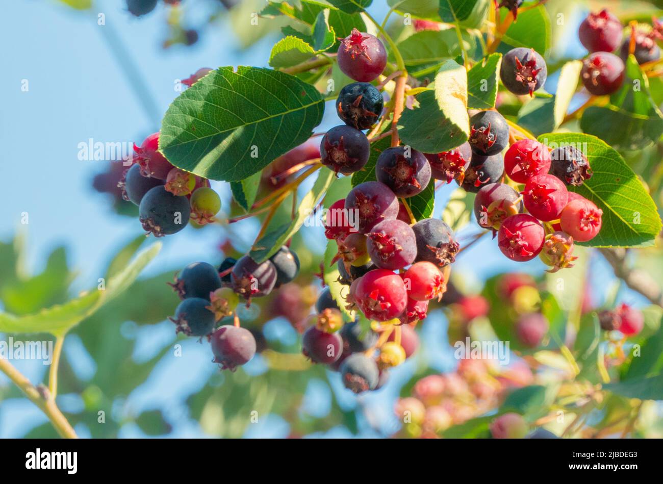 ramo di bacche colorate mature di shadberry Foto Stock