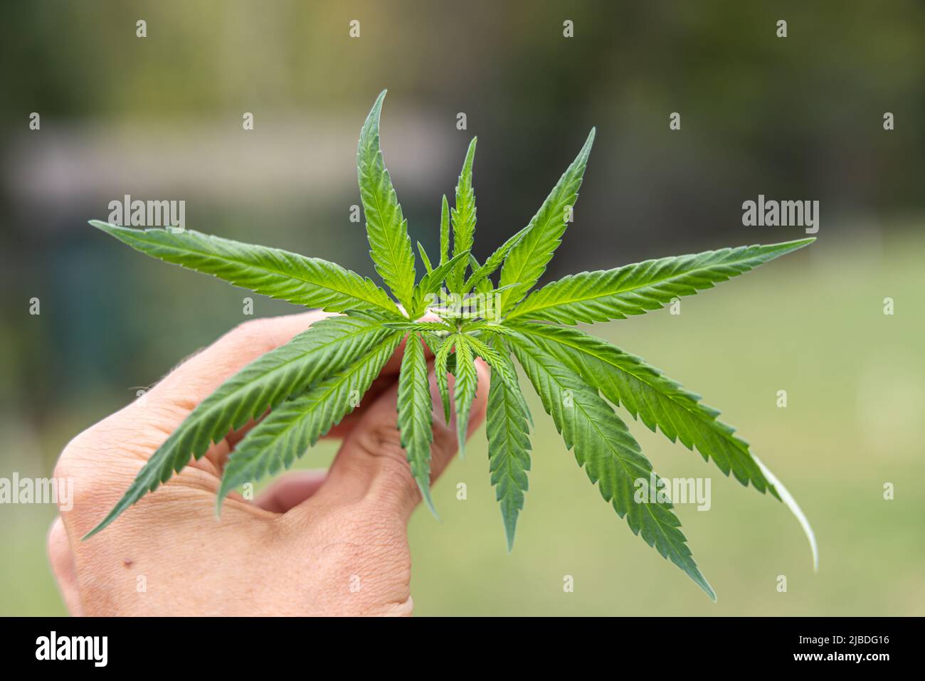 Vista dall'alto in prima persona delle foglie appena raccolte da una giovane pianta di marijuana nelle mani di una persona. Con sfondo bokeh verde morbido. Foto Stock
