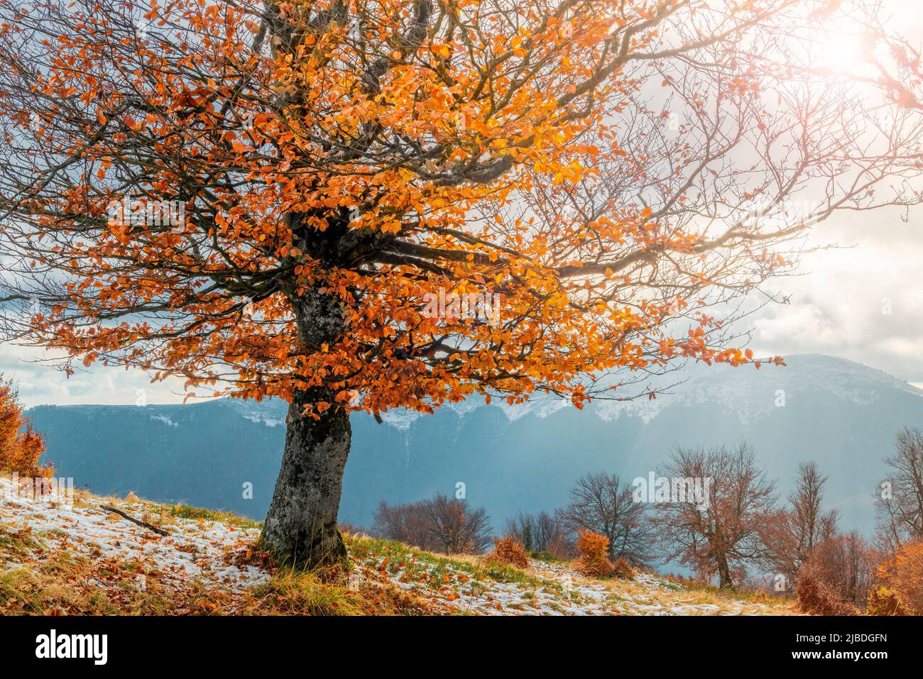 Albero con fogliame autunnale. Incredibile albero d'oro in cima alle montagne. Foto Stock
