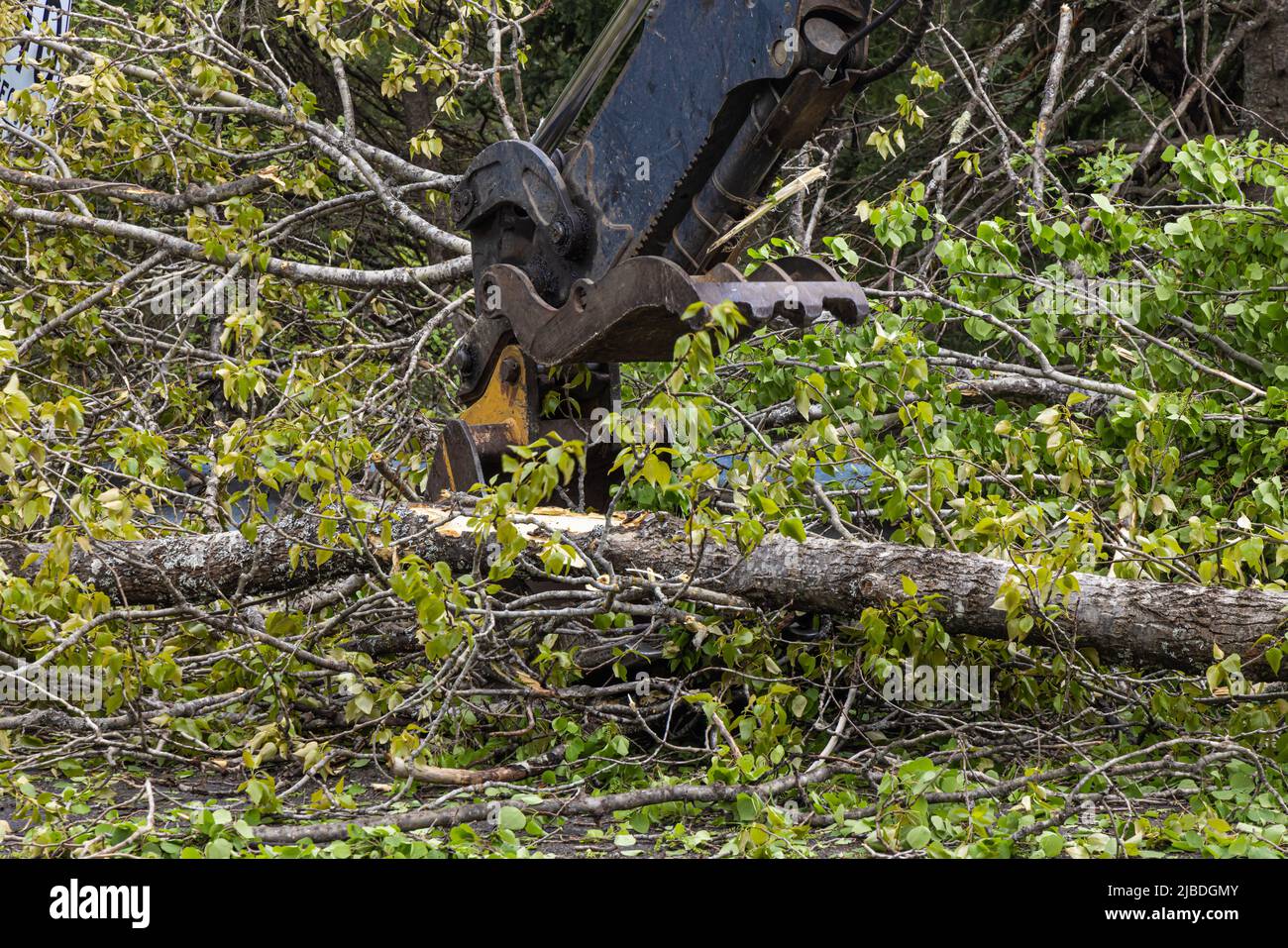 Vista ravvicinata sulla benna a pinza di un scavatore idraulico in funzione, sgombrando la carreggiata dopo che i venti di gallina hanno soffiato detriti e tronchi d'albero sulla strada. Foto Stock