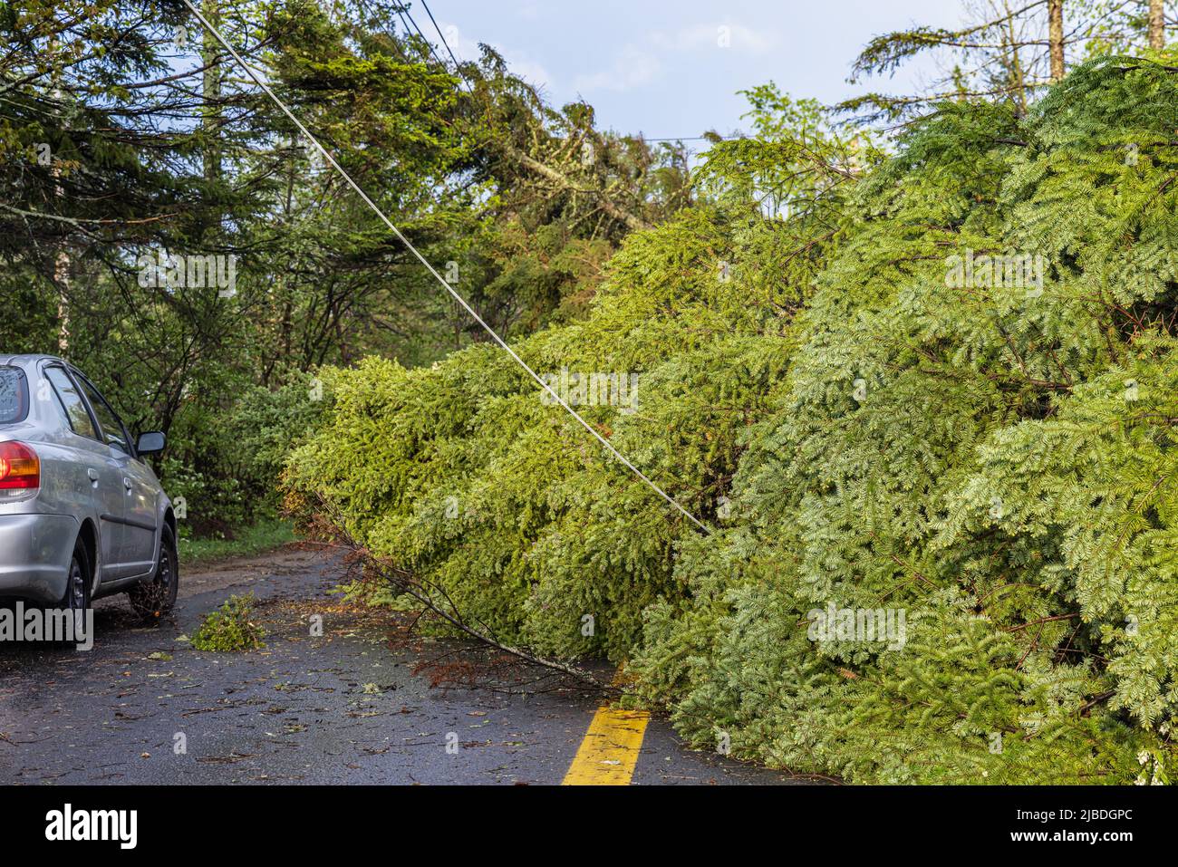 Devastazione in una comunità locale come alberi di pino maturi sono sradicati e abbattere linee elettriche e servizi. Interruzioni di corrente e strade bloccate nel villaggio. Foto Stock