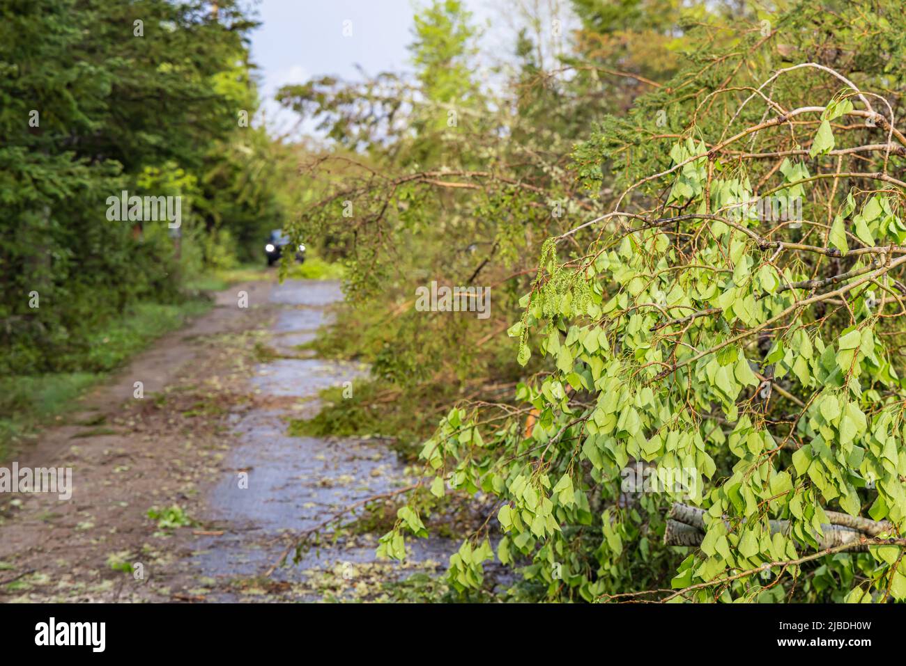 Alberi sradicati e rami recisi sono visti bloccare una strada rurale in Quebec dopo una tempesta con venti alti. Fari auto sfocati visti sullo sfondo. Foto Stock