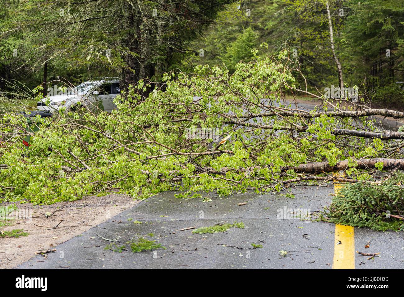 Albero caduto con rami e detriti è visto bloccare la strada principale in un piccolo villaggio dopo i venti alti nella campagna Quebec, Canada. Con spazio di copia. Foto Stock