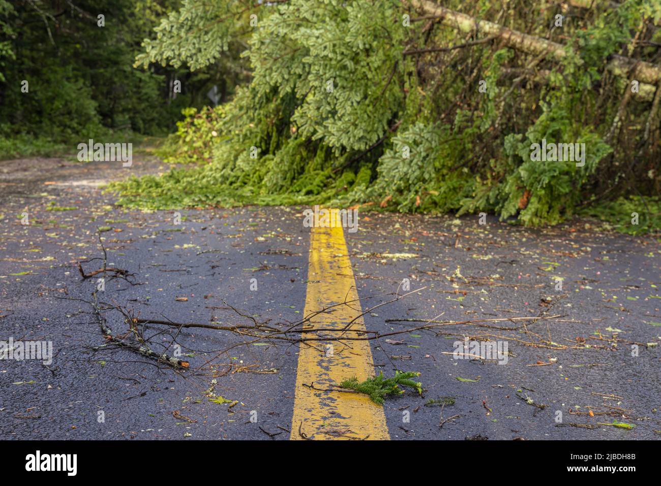 Prospettiva a livello del suolo su un'autostrada, le marcature stradali gialle creano una linea di demarcazione verso un albero sradicato che causa l'ostruzione dopo una forte tempesta. Foto Stock