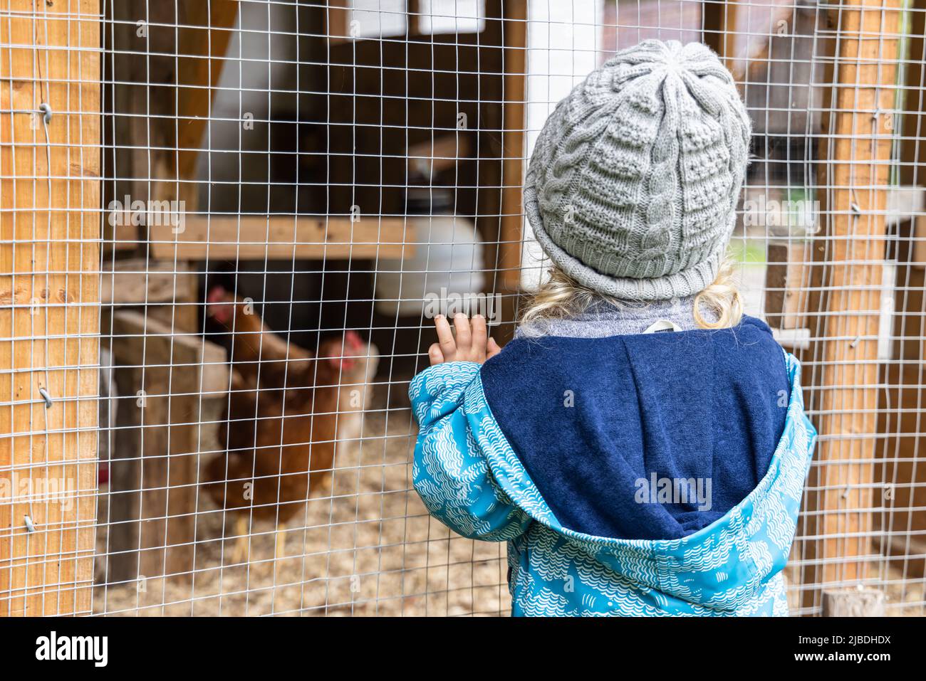 Un ragazzo curioso giovane è visto da dietro, in piedi davanti ad una casa di gallina che guarda i polli, visto sfocato sullo sfondo con spazio copia a sinistra. Foto Stock