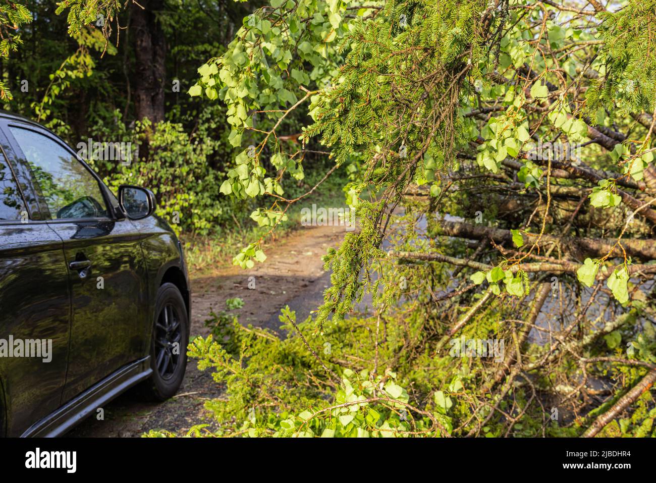 Primo piano dei rami dell'albero che bloccano una strada principale, in quanto un veicolo si vede guidare intorno all'ostruzione dopo una forte tempesta con spazio per le copie. Foto Stock