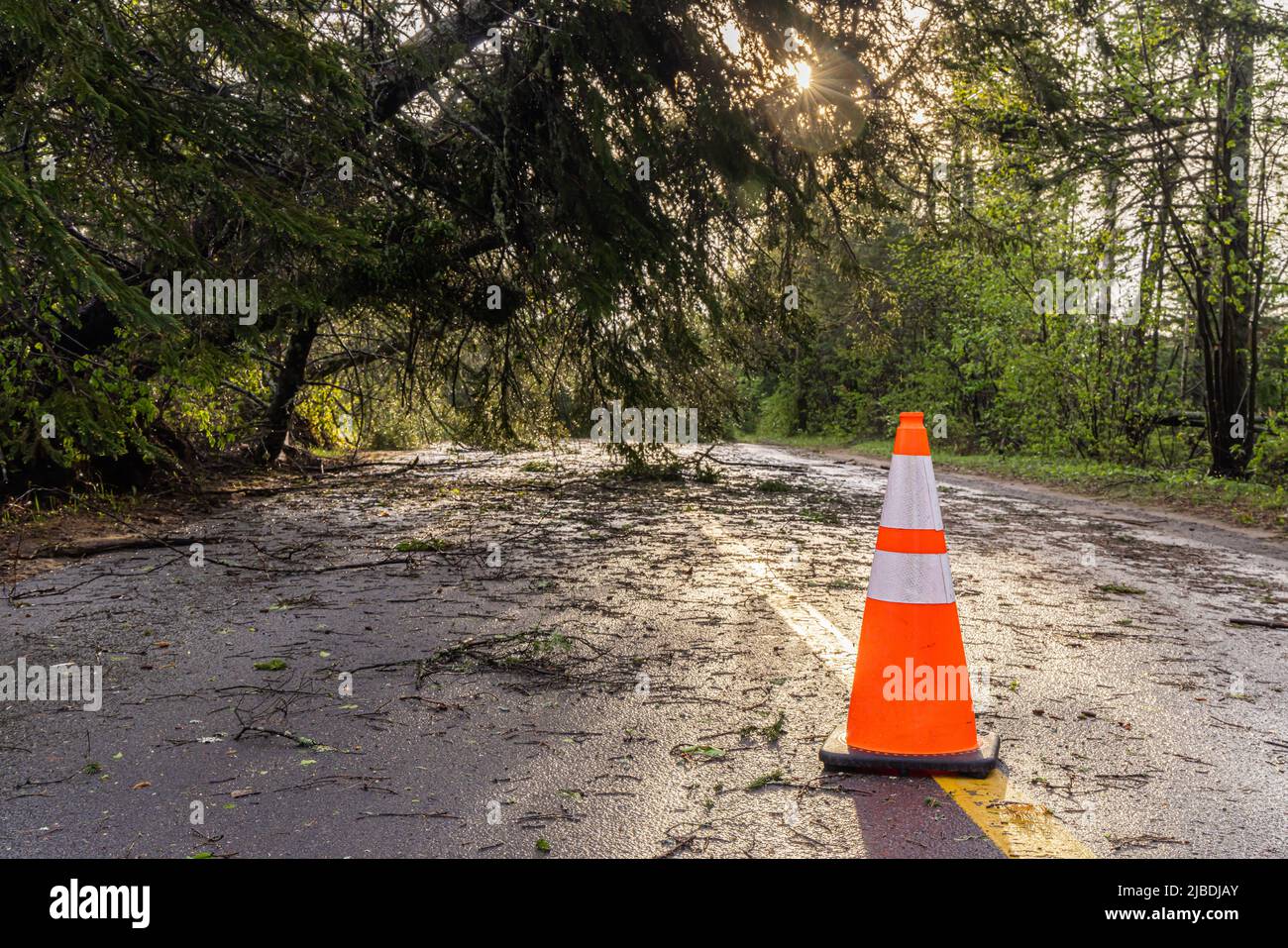 Un cono di traffico è visto su una strada principale che avverte il traffico di ostruzione davanti a dopo la tempesta severa. Un grande albero è visto appoggiarsi su strada. Foto Stock