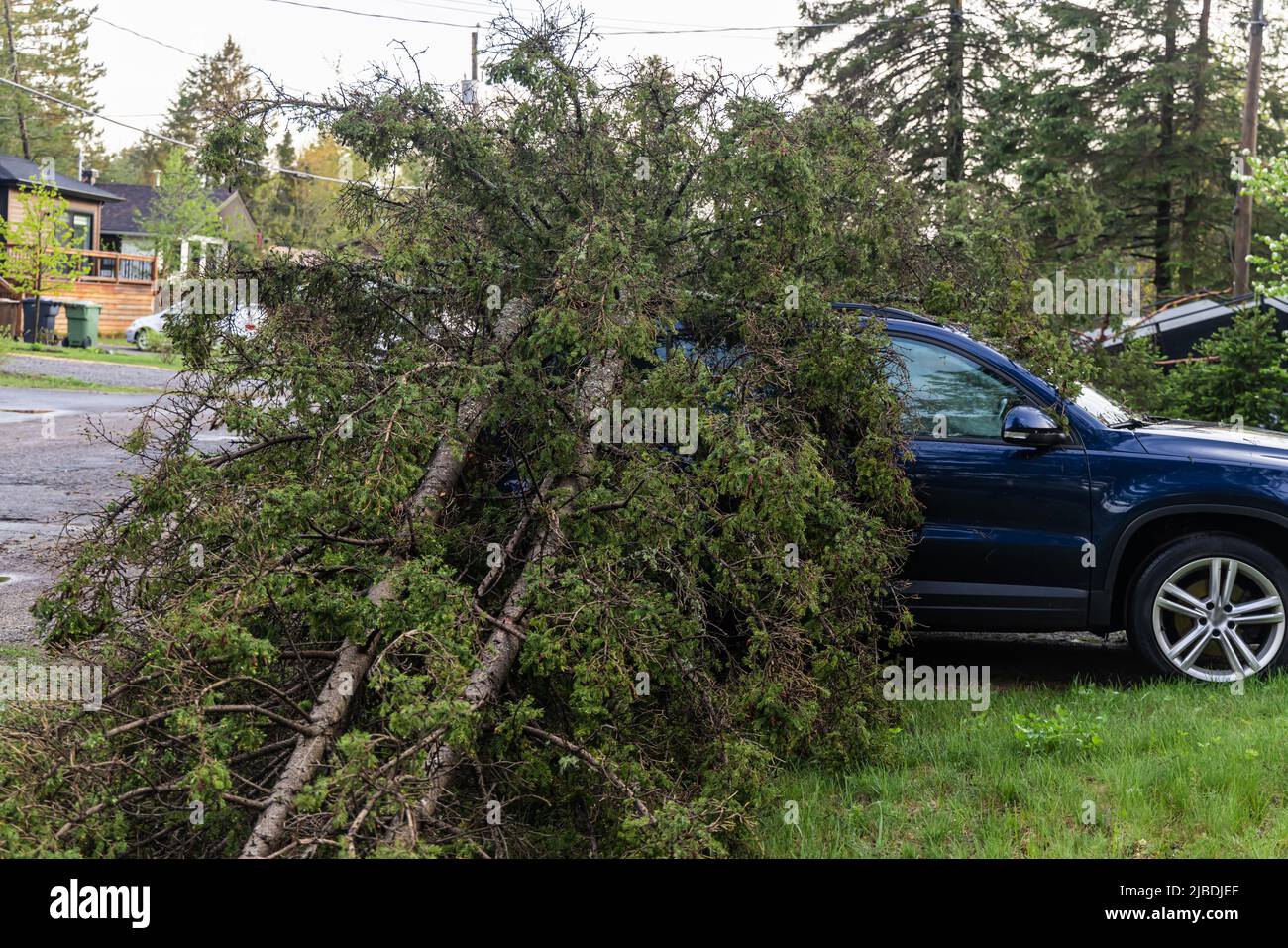 Auto relitto è visto sotto un pino caduto in auto di una casa in un piccolo villaggio in Quebec, Canada dopo che la regione è colpita da venti di gale severo. Foto Stock