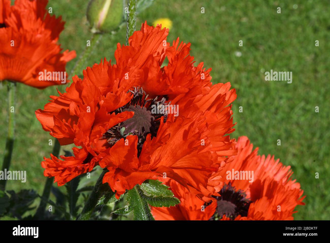 Frilly papavero rosso, papaver orientale, in un giardino Somerset all'inizio dell'estate. Foto Stock