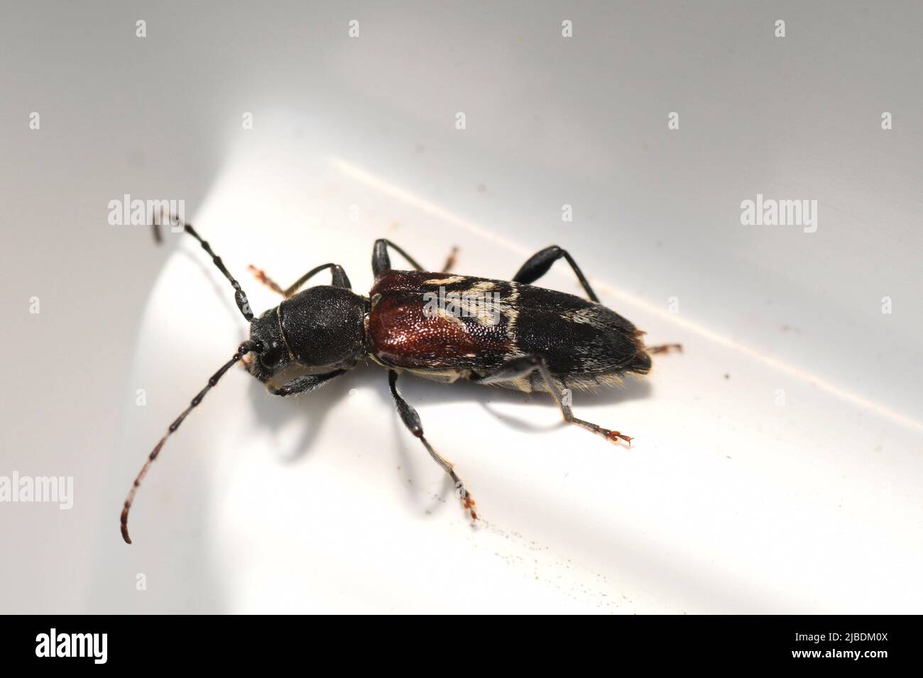 Rufous-shouldered Longhorn Beetle 'Anaglyptus mysticus' Chrysomeloidea, Cerambycidae. Insetto di confini boschivi, siepi e parchi, attivo da Foto Stock