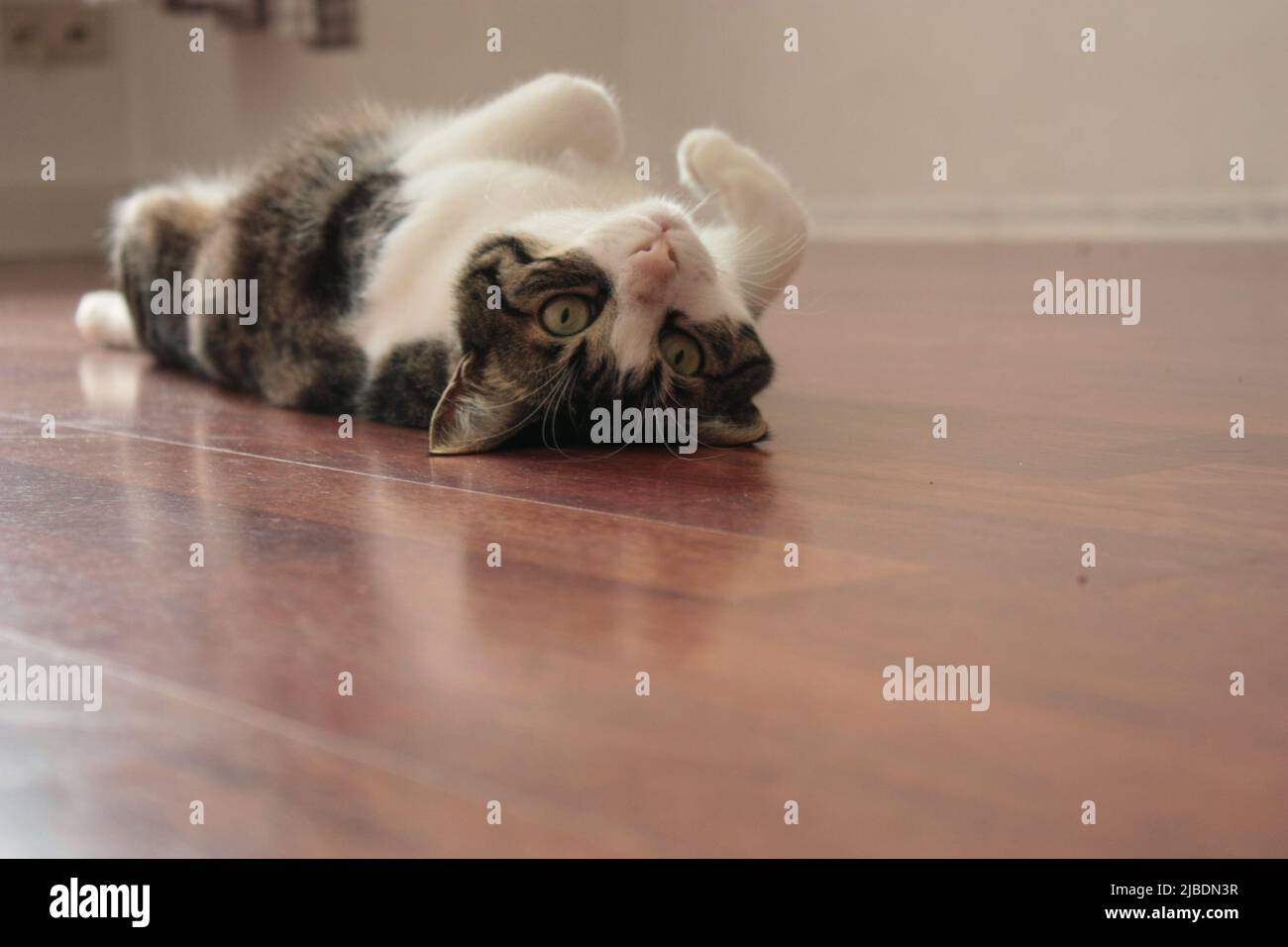 Gatto sdraiato sul retro su un pavimento in legno che guarda nella telecamera Foto Stock