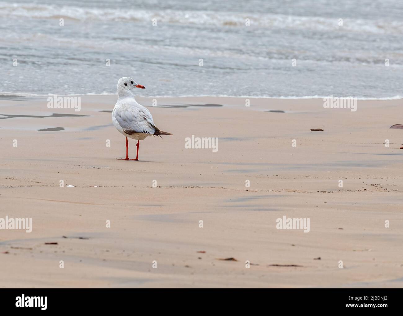 Un gabbiano marino con testa nera che guarda il contatto con gli occhi posteriori Foto Stock