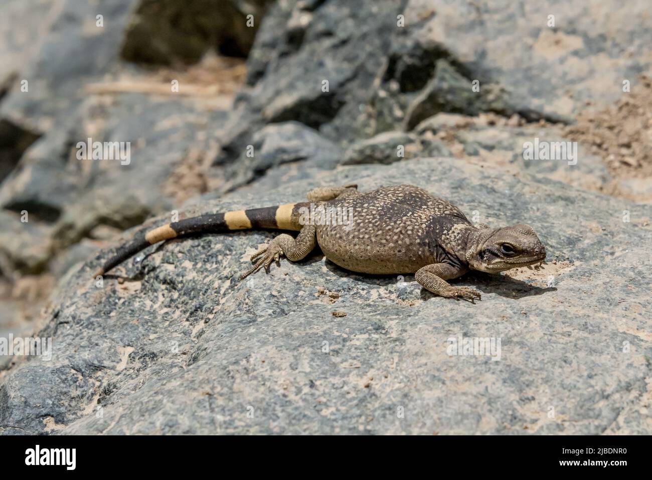 Western chuckwalla lizard (obeso), coda gialla e nera che si soleggia sulla roccia vicino a Panamint Valley nel Death Valley National Park, California. Foto Stock
