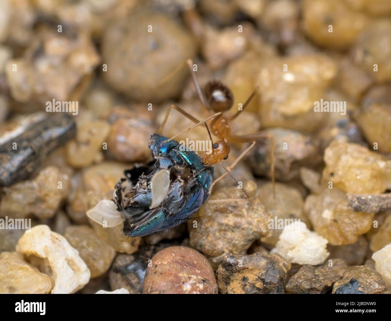 Le formiche gialle pazzesche mangiano mosche morte nella sabbia Foto Stock