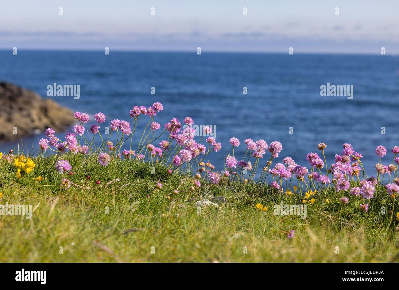 Fiorisce nelle Highlands scozzesi Foto Stock