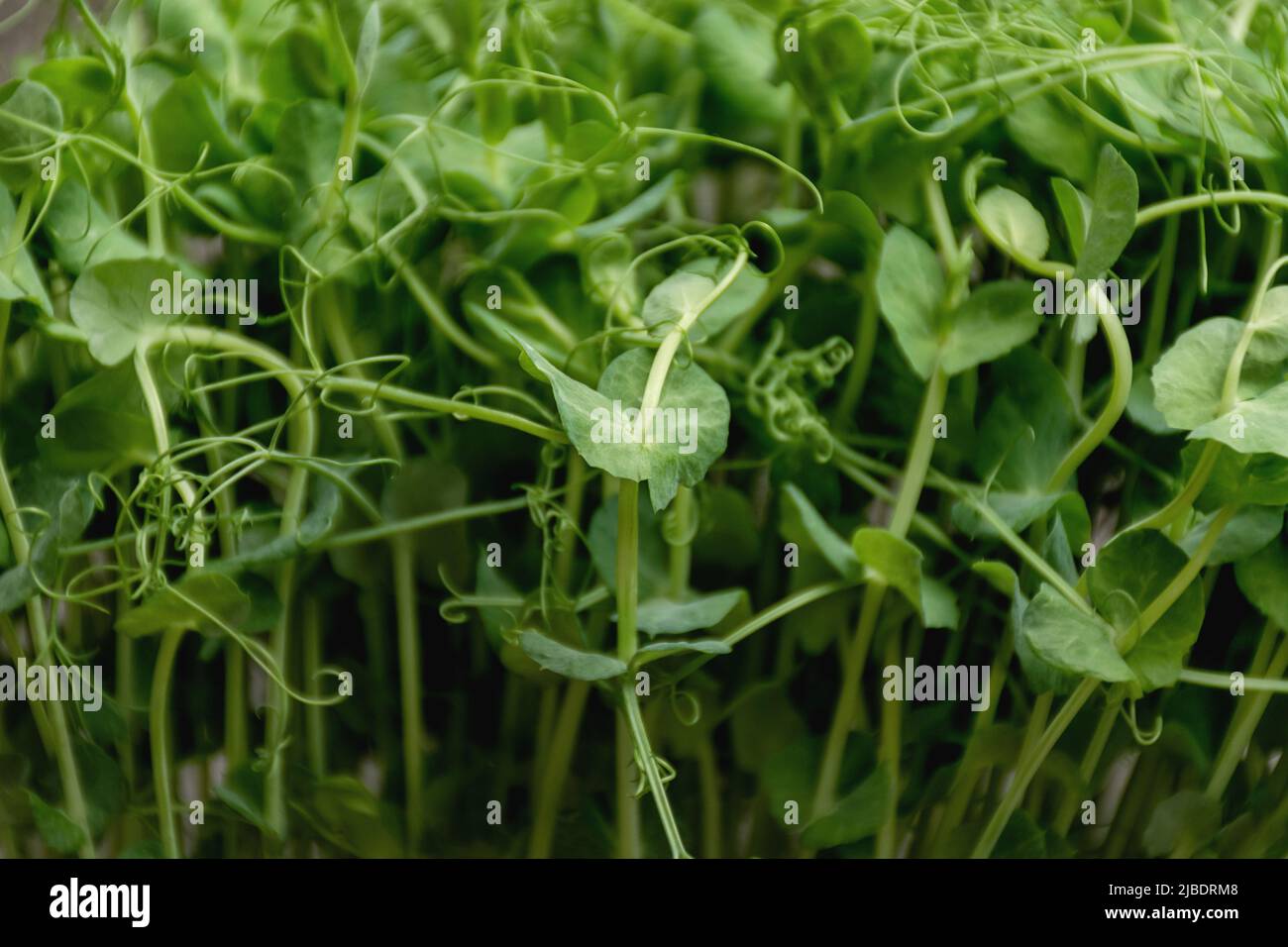 Fuoco selettivo morbido tessuto di germogli di piselli verdi microfredi. Il concetto di vegan e di alimentazione sana. Germinazione di semi a casa. Alimentazione o dieta sana. Spazio di copia. Foto Stock