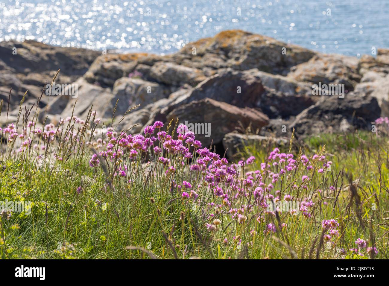 Fiorisce nelle Highlands scozzesi Foto Stock