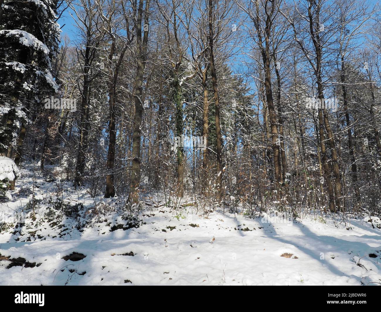 Collina foresta di latifoglie a Heidelberg, Germania. Gli alberi gettano lunghe ombre sul terreno innevato. Foto Stock