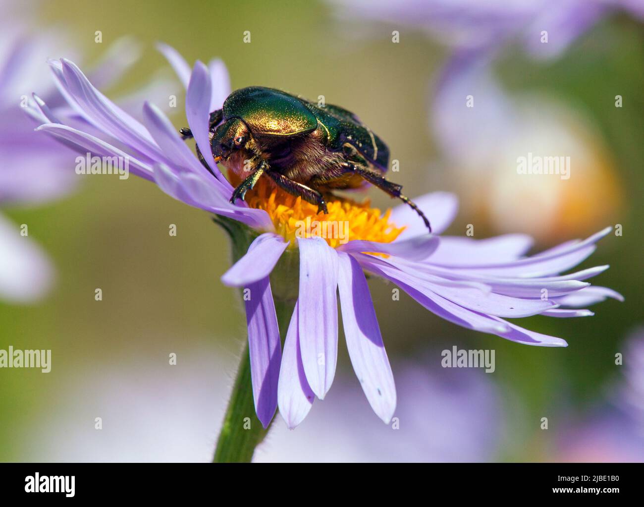 rosa verde fiore chafer in latino cetonia aurata - insetto seduta e fiore impollinato Foto Stock