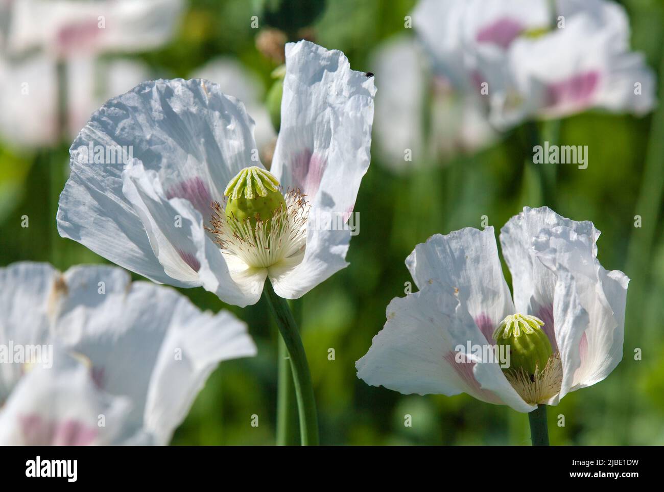 Particolare di papavero di oppio fiorito papaver somniferum, fiore di papavero di colore bianco è coltivato nella Repubblica Ceca Foto Stock