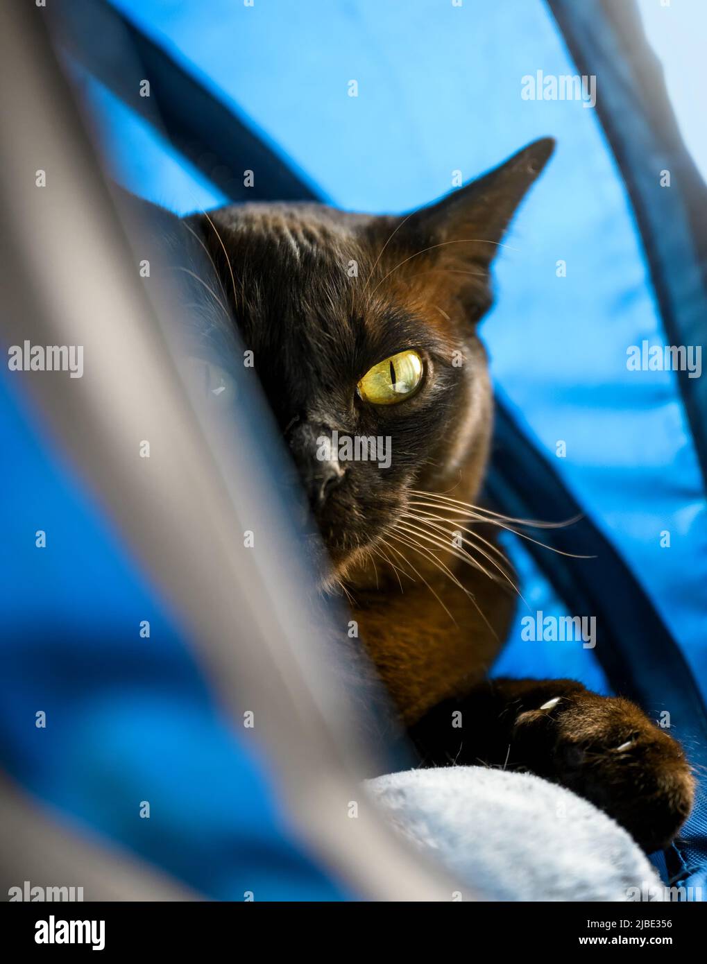 Gatto birmano che sbuccia dalla casa del gatto, animale domestico birmano marrone scuro che guarda la macchina fotografica al coperto. Gatto europeo birmano con pelliccia di cioccolato a casa. dom. Grumpy Foto Stock