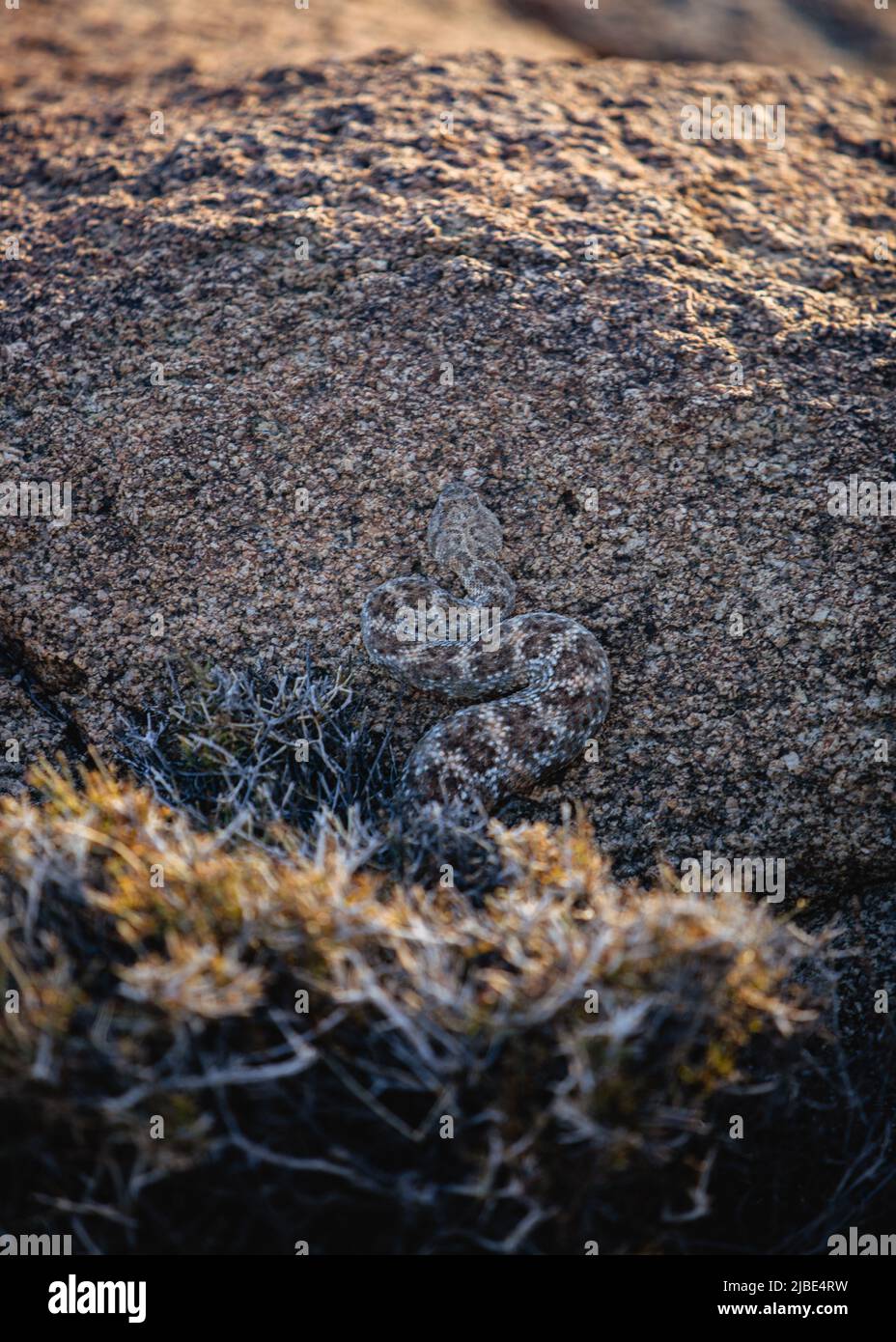 Serpente su una roccia in Joshua Tree Foto Stock
