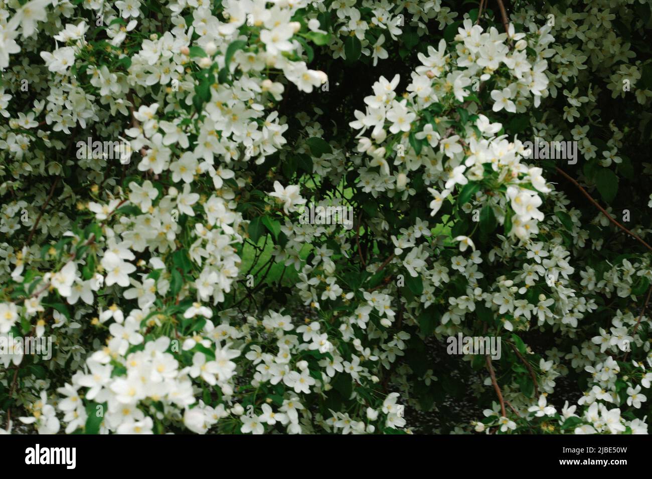 Fiore melo albero, morbido fuoco primavera sfondo Foto Stock