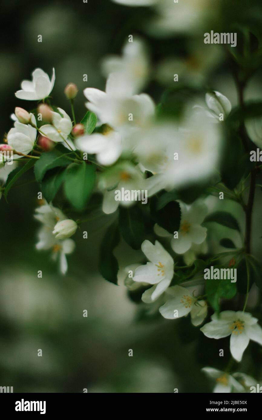 Fiore melo albero, morbido fuoco primavera sfondo Foto Stock