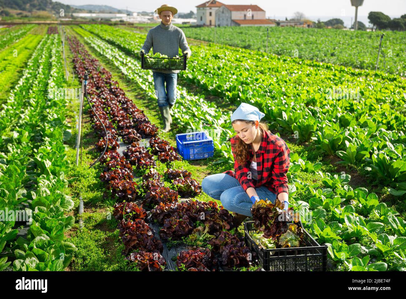 Due coltivatori raccolgono raccolto di insalata rossa su campo Foto Stock