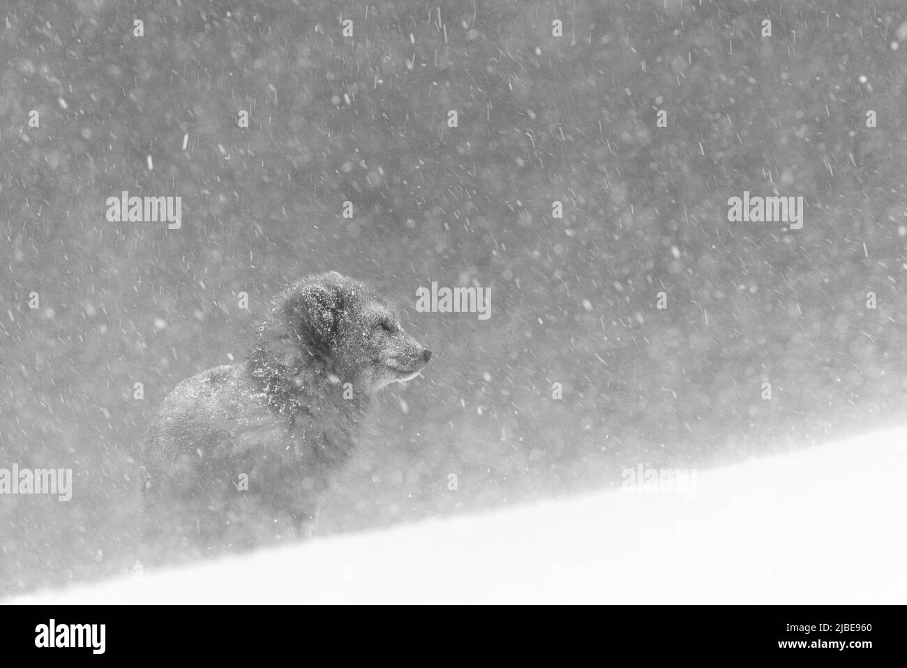 Volpe artica godersi la neve nella riserva naturale di Hornstrandir, Islanda. Foto Stock