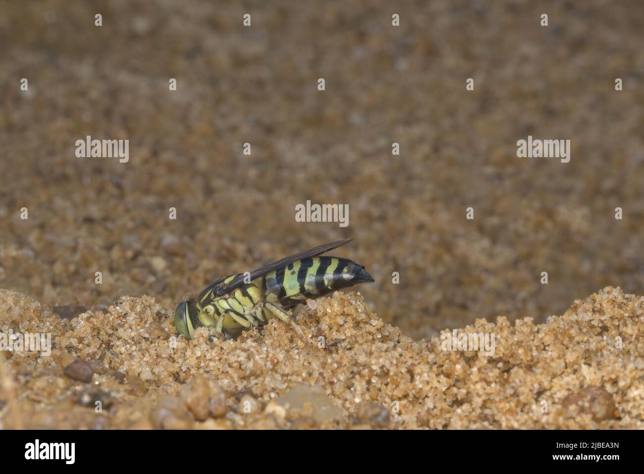 sabbia vespa scavando un buco nella sabbia Foto Stock