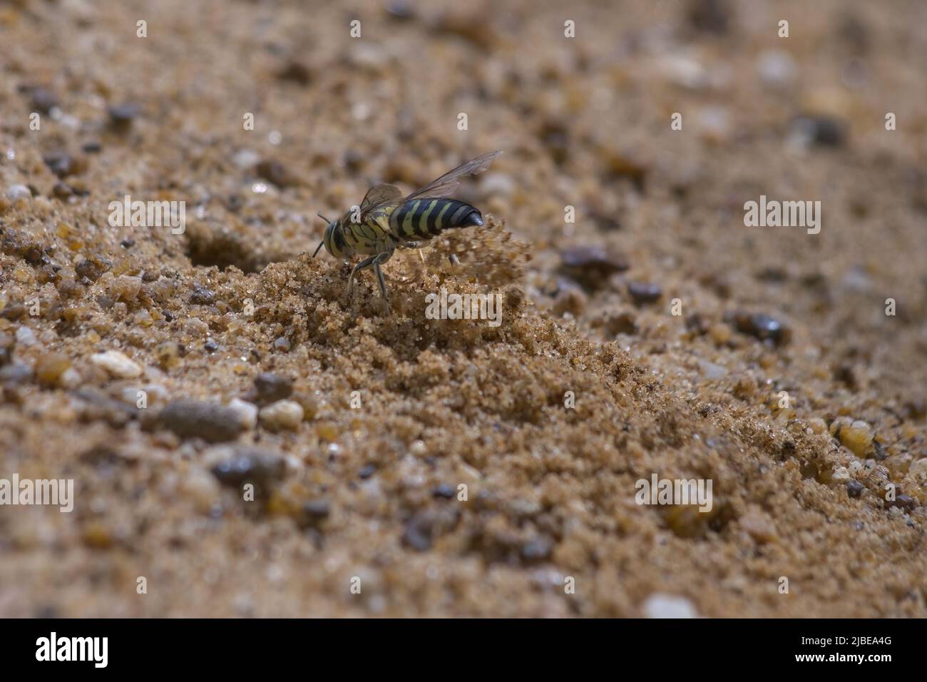sabbia vespa scavando un buco nella sabbia visto dal lato posteriore Foto Stock