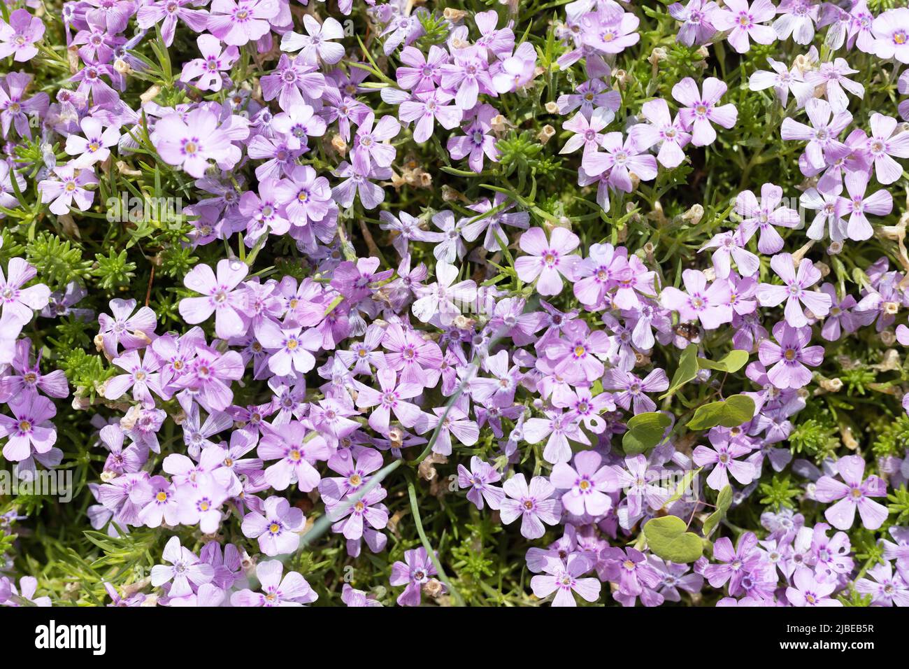 Phlox kelseyi. Foto Stock