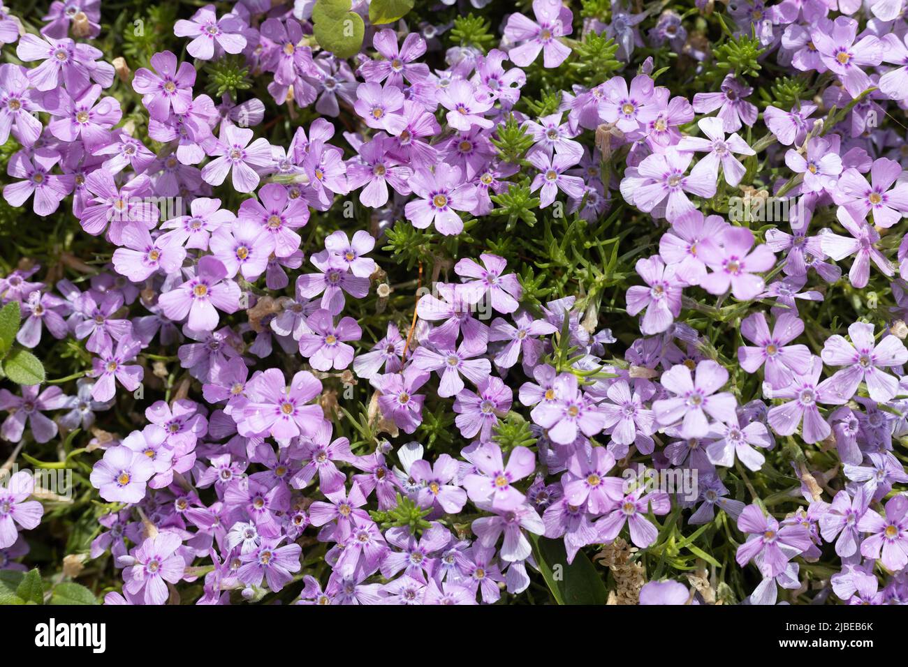 Phlox kelseyi. Foto Stock
