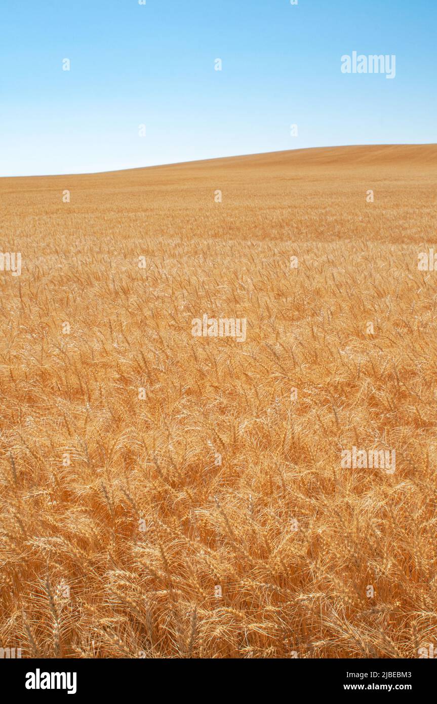 Campo di grano maturo Foto Stock