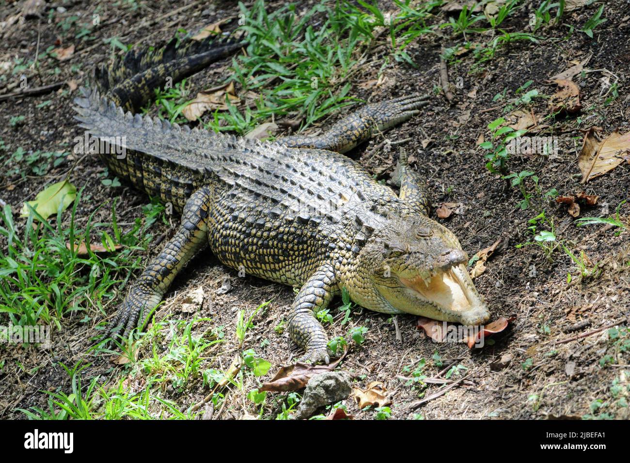 Coccodrillo marino immagini e fotografie stock ad alta risoluzione - Alamy