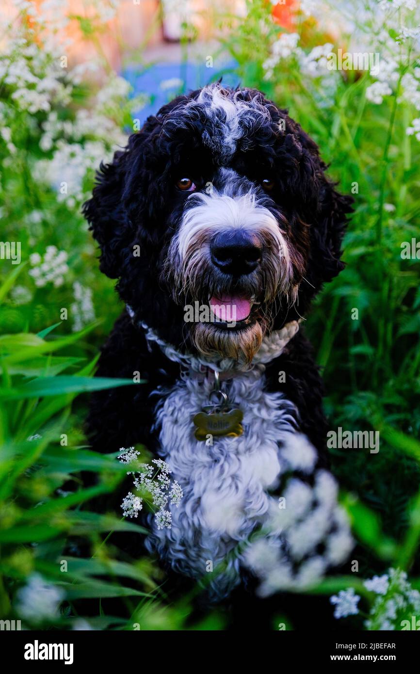 Nero e bianco Bernedoodle femmina cane in un campo in luce estiva. Foto di alta qualità Foto Stock