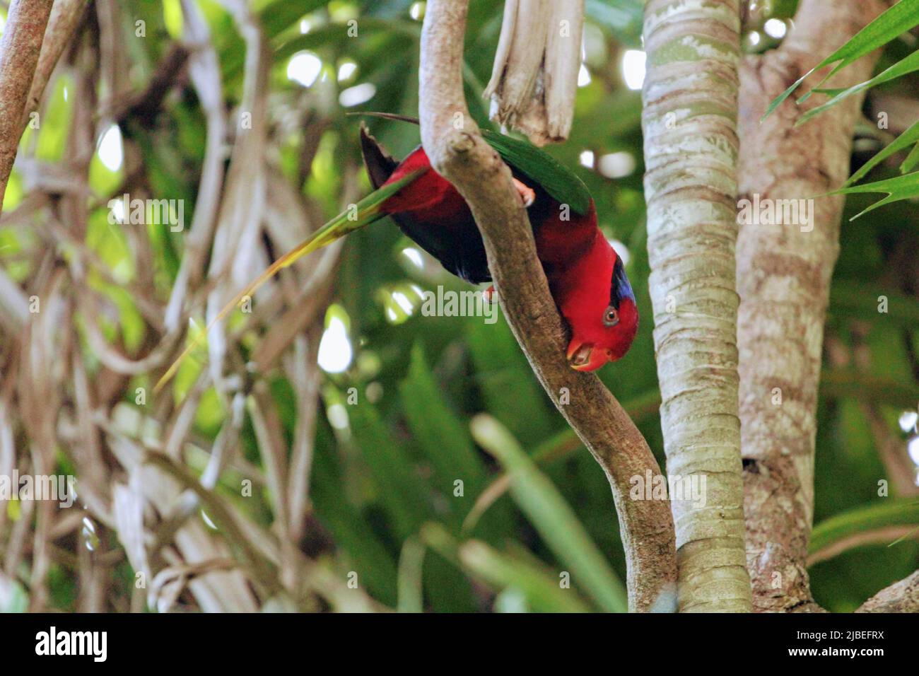 Il lorikeet di Stella nella voliera del Parco Naturale di Port Moresby, NCD Foto Stock