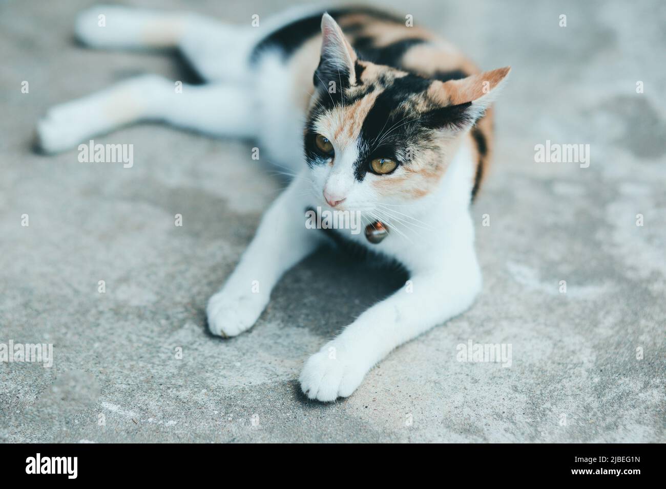Un gatto sul pavimento di cemento, pelle di gatto thailandese. Foto Stock