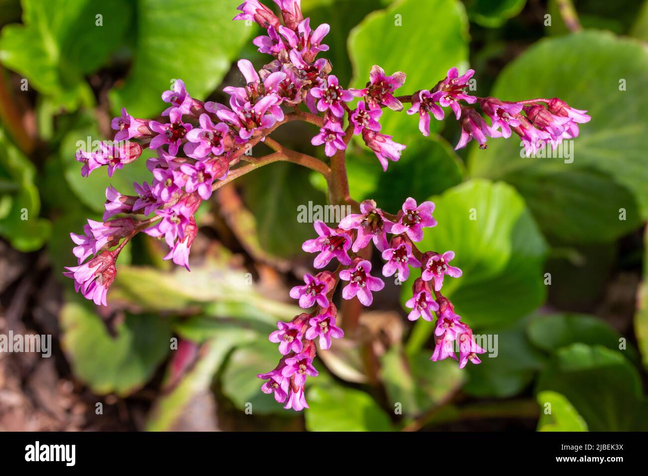 Vista ravvicinata dei bellissimi fiori di bergenia rosa e bianca (bergenia cordifolia) in un giardino ornamentale all'aperto Foto Stock