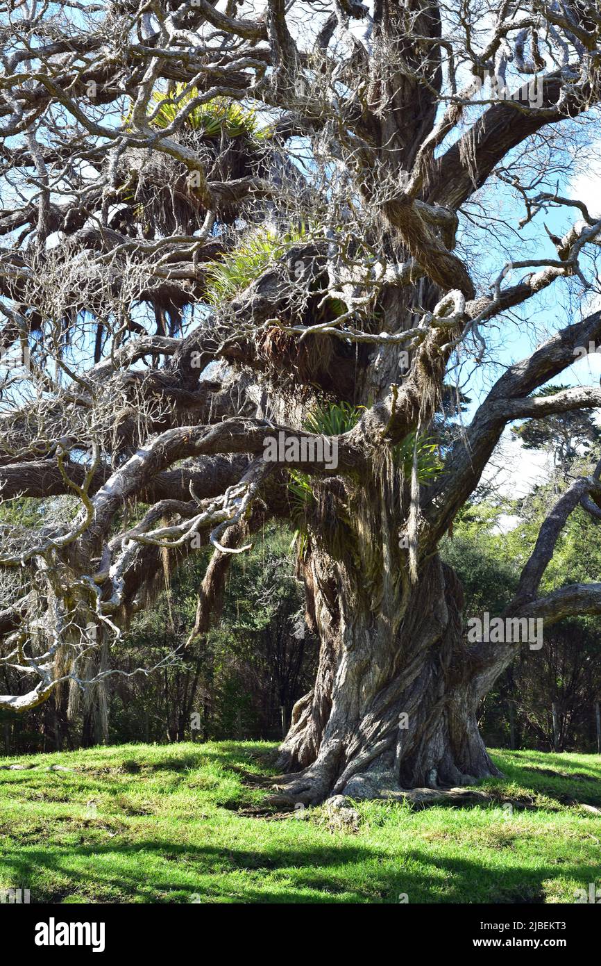 Fiaba Pohutukawa albero con epifiti e radici aeree. Località: Mahurangi Nuova Zelanda orientale Foto Stock