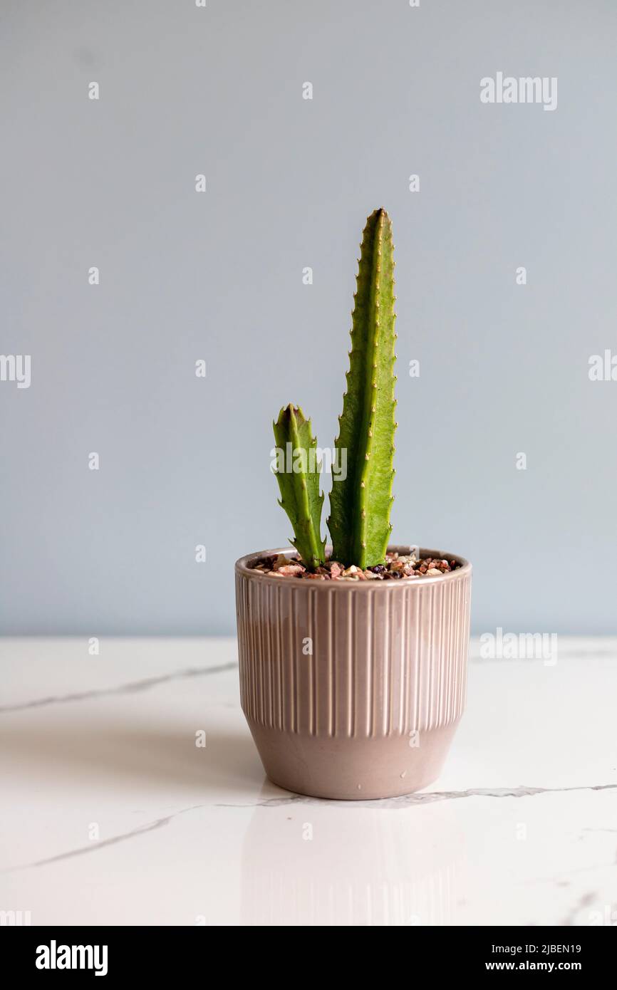 Stapelia pianta in vaso di ceramica con fondo isolato Foto Stock