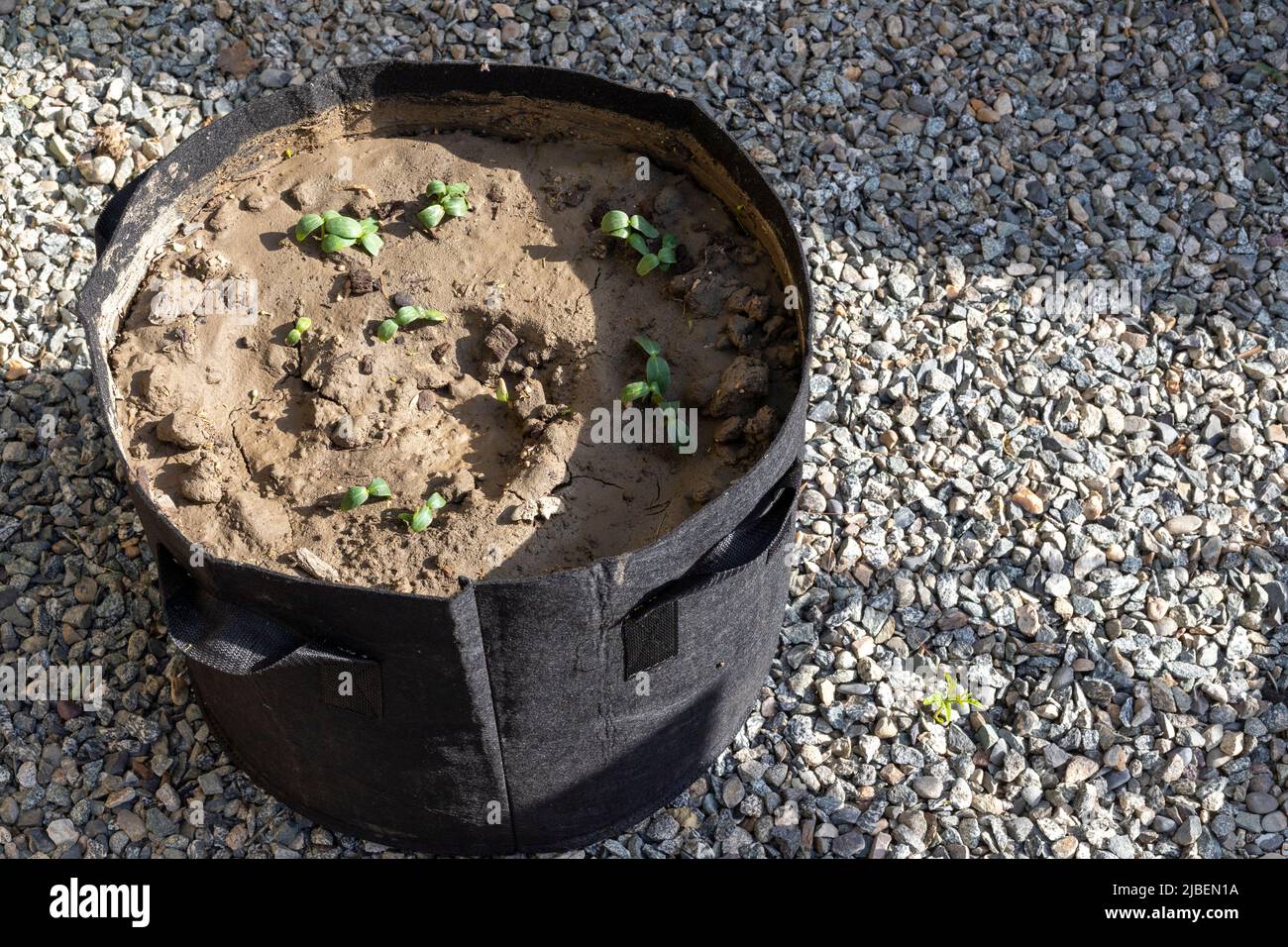 Vegetale che cresce in borsa di crescita nera o giardinaggio in casa in sacchi di crescita concetto Foto Stock